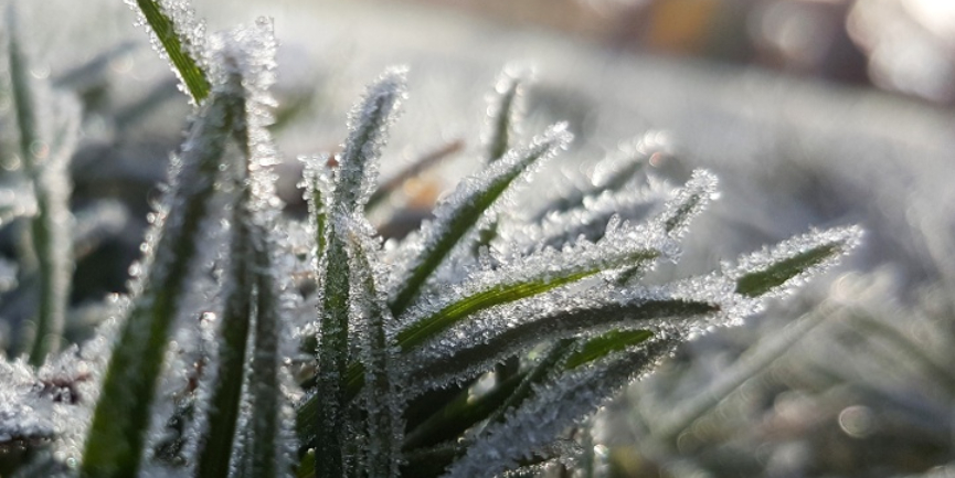 Is your lawn ready for winter?