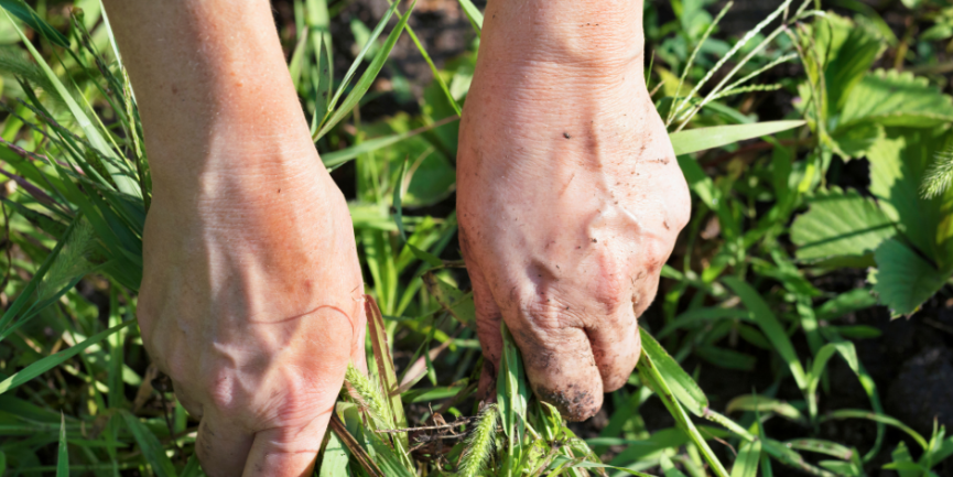 What to do About Weeds