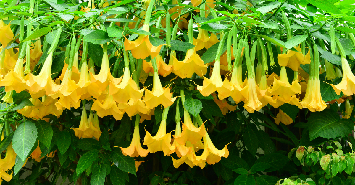 angels trumpet flowers polK countY LAndscaping 