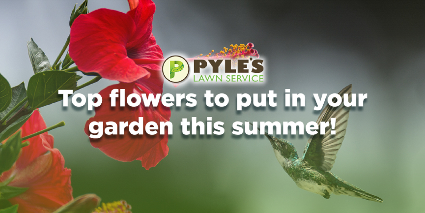 Top flowers to put in your garden