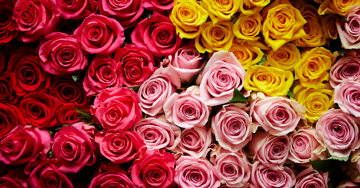 All About Roses
