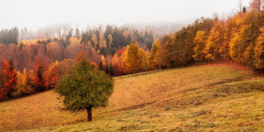 Fall Lawn Care Tips: What Causes Those Brown Spots?