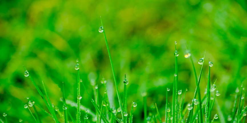 What Winter Lawn Maintenance in Florida Looks Like