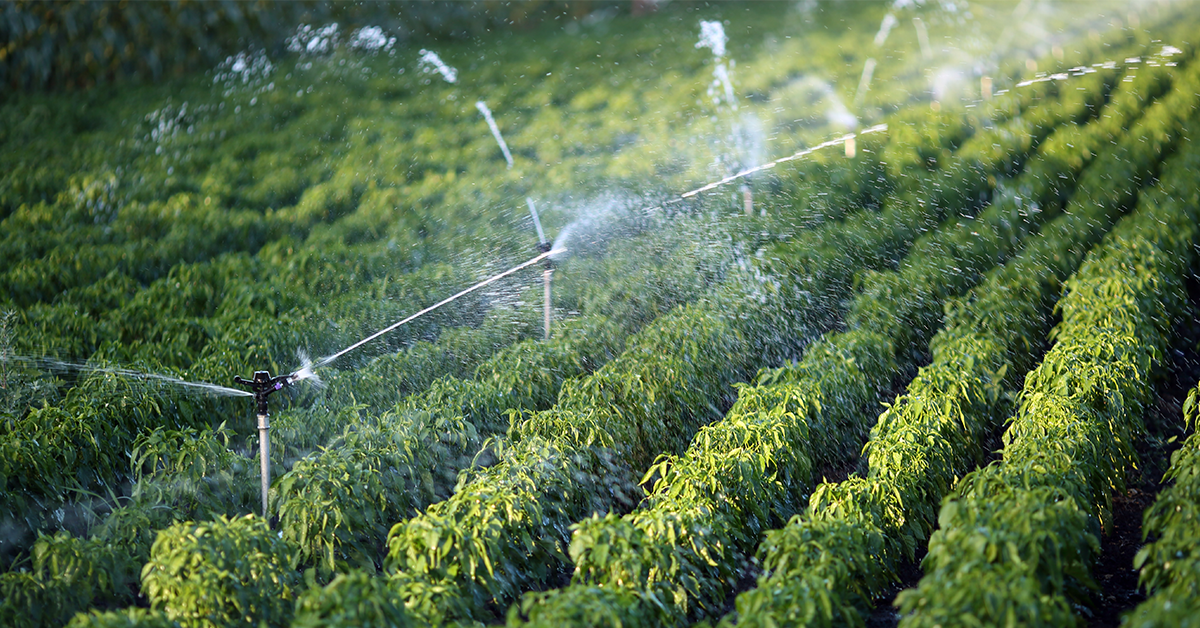 Efficient Irrigation in Lakeland Landscape