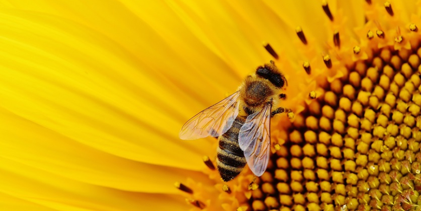 Plan a Pollinator Friendly Landscape Installation