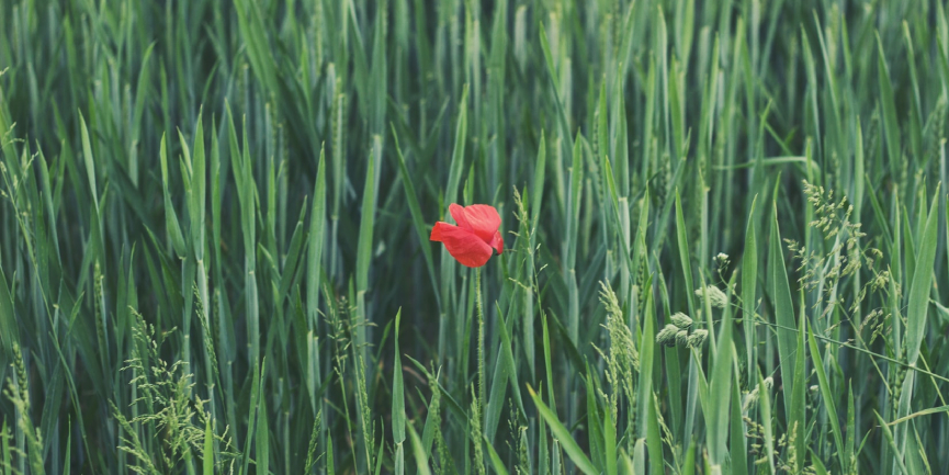 Keep Your Lawn All Winter Long