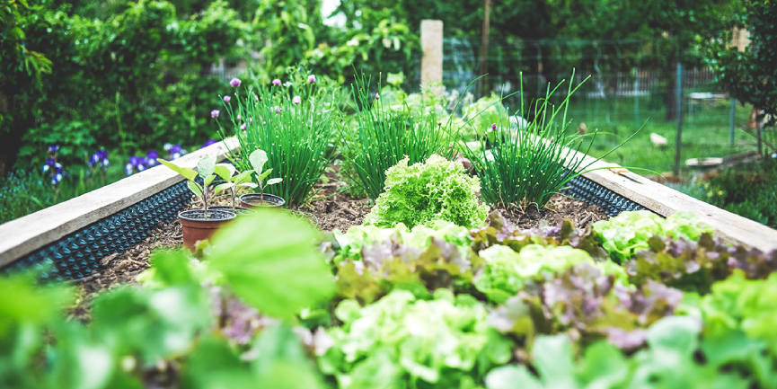 Tips for the Ultimate Veggie Garden In Spring!