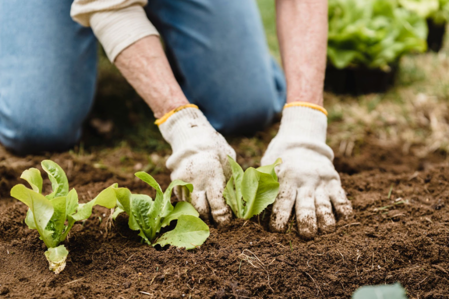 growing vegetables in your garden Florida LAndscaping