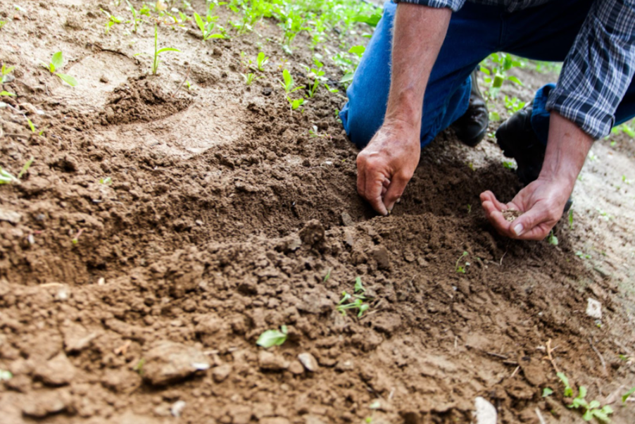 planting garden seeds florida LaNDscaping