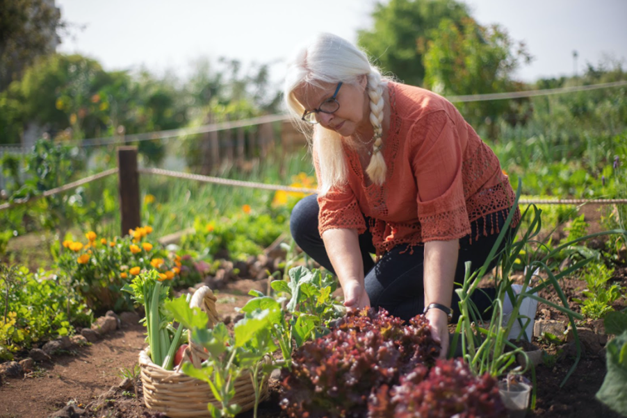 lakeland Veggie Garden LANDscaping