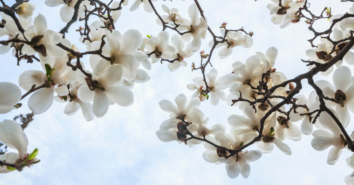 magnolia blossom LAKEland LAndscaping