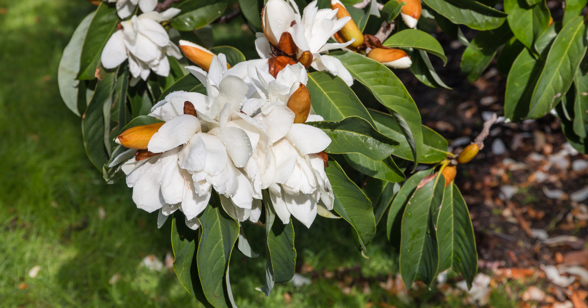 sweet michelia flowers and buds LAKEland LAndscaping