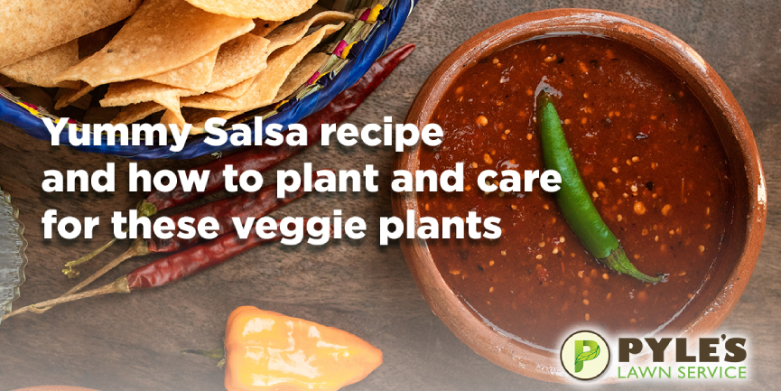 How to plant and care for these veggie plants