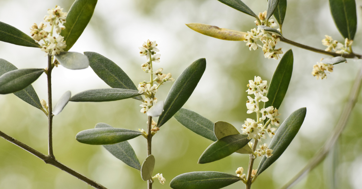 sweet olive flowers lakeland landscapiNG