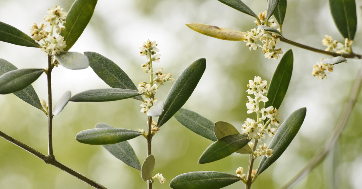 Most Fragrant Flowers to Grow in Lakeland