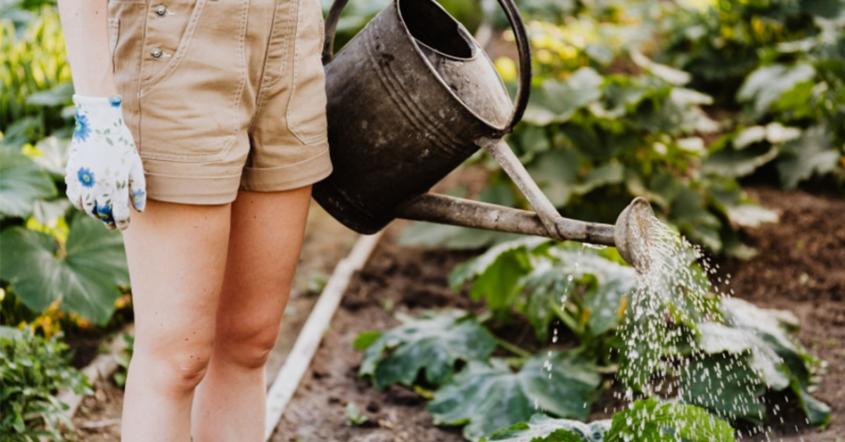 Veggie Garden Watering LakeLAND FLorida